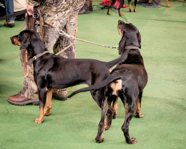 międzynarodowa wystawa psów Białystok 2014-2
