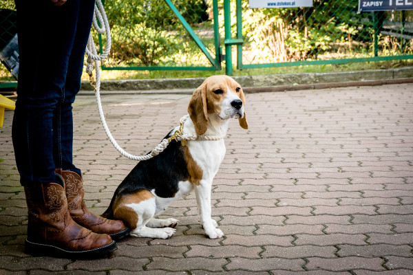 międzynarodowa wystawa psów Białystok 2014-7