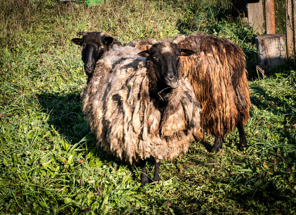 owce wrzosówki-1